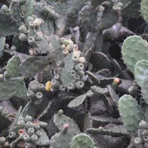 Nopal cactus plants