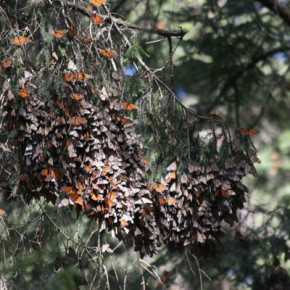 Clusters of Monarch Butterflies on Oyamel Fir Tree