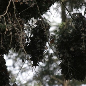 Clusters of Monarch Butterflies on Oyamel Fir Tree