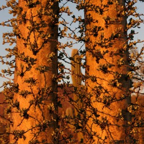 Like Ocotillo, Boojums Leaf out after Rain Photo