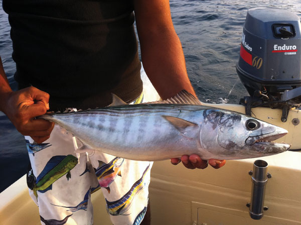 This Chula was caught while testing fly patterns for trolling. Chula is excellent table fare.