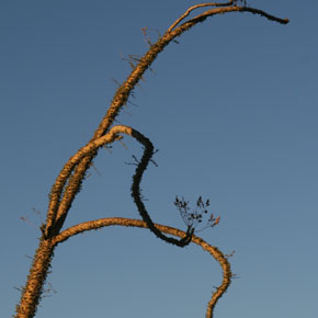 The Boojum Trees of Mexico's Baja California