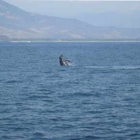 Whale watching in Zihuatanejo