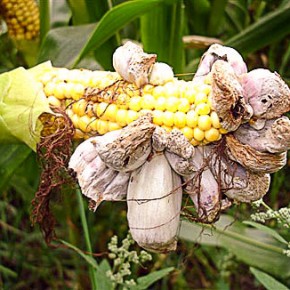 Huitlacoche, corn smut.