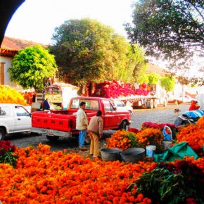Marigolds (zempoalxochitl, flower of the dead) and purple mota for sale in the Patzcuaro market for Day of the Dead.