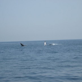 Baby and Mama Humpback whales playing just off Playa Larga