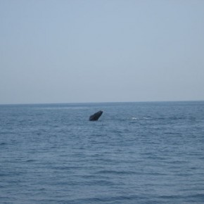 Baby Humpback whale “Spy Hopping”…checking us out
