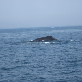 Mama Humpback whale herding her calves