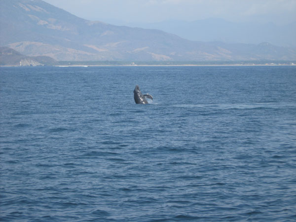 Baby Humpback whale taking a leap in front of Playa Larga