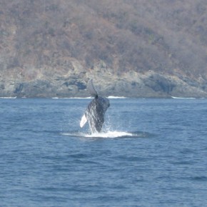Baby Humpback whale breaching