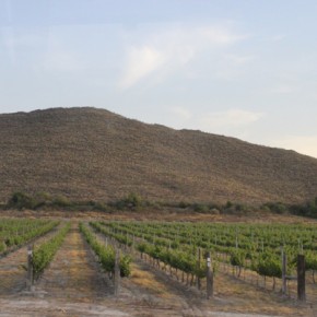 Casa Madero vineyard