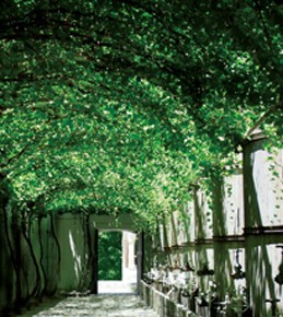 Vine covered walkway at Casa Madero winery