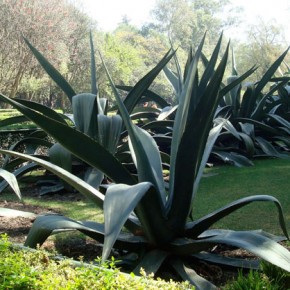 Garden at Museo Dolores Olmedo