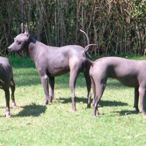 Xoloitzquintles (Mexican hairless dogs) that live on the property