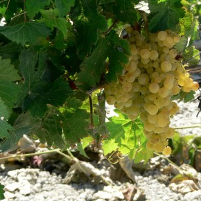 Grapes growing in Valle de Guadalupe Grapes growing in Valle de Guadalupe