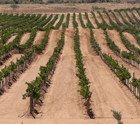 Vineyards in Valle de Guadalupe Vineyards in Valle de Guadalupe