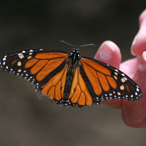 Tour Mexico's Monarch Butterfly Preserve