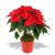 poinsettia 300