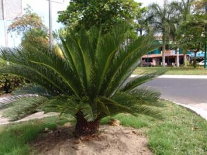 Cycas revoluta, the Sago Palm, cycad