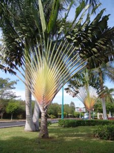 Ravanala-madagascarensis-Traveler-Palm
