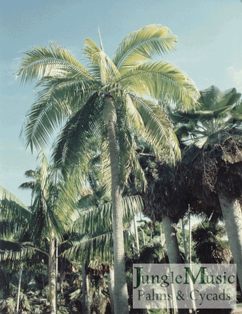 dictyosperma_hurricane palm