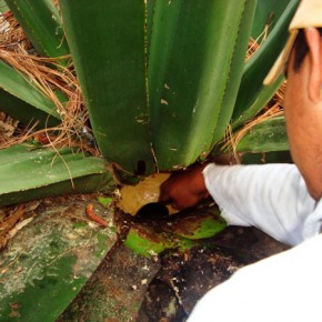 Collecting agua miel from a maguey at the Bosque Village