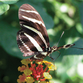 Butterflies of the Zihuatanejo Area